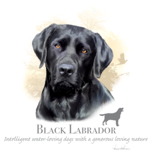 a black dog with yellow eyes, labrador