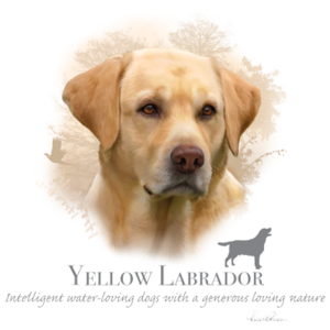 labrador, yellow dog