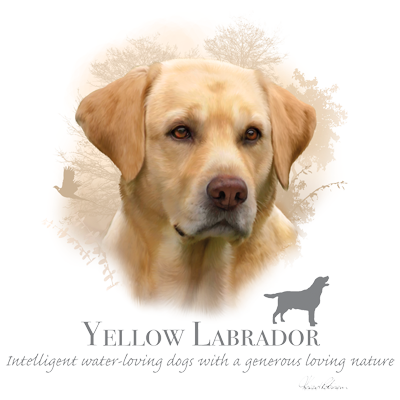 Labrador Retriever 1 Labrador Retriever
