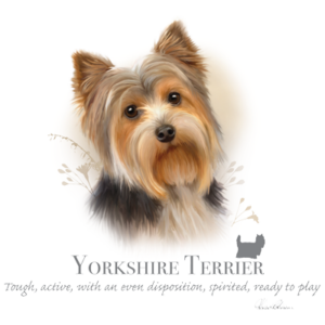 yprkshire terrier