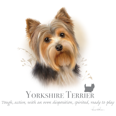 7. Bavlnené tričko - Yorkshire terrier 1 yprkshire terrier