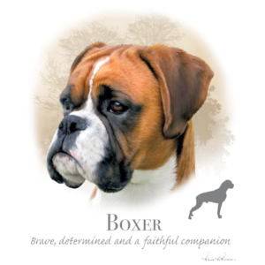 Boxer